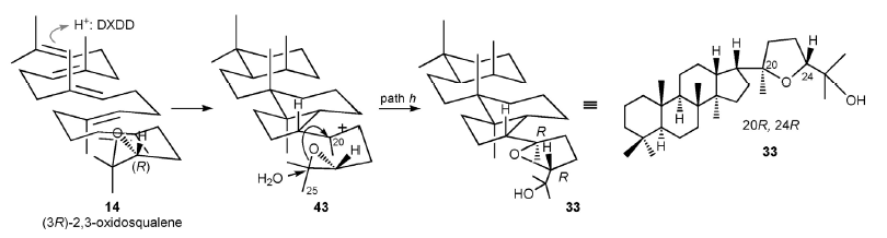 Regio And Stereospecific Cyclization Of Squalene Chemviews