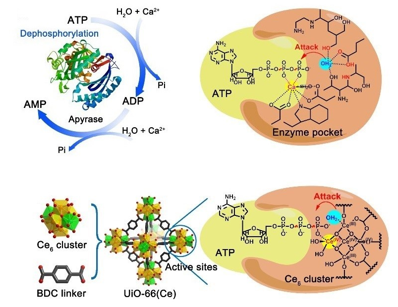 MOFs with Enzyme-Like Activity :: News :: ChemistryViews