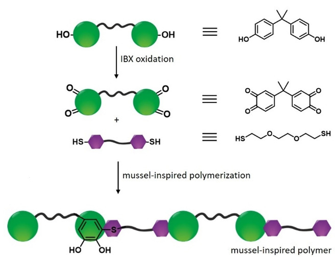 Mussels Inspire New Adhesive Polymers :: ChemViews Magazine ...