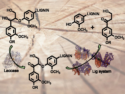 Multienzymatic Catalysis for Lignin Depolymerization