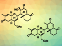 First Total Synthesis of Ansellone G