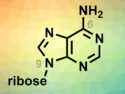 Regioselective Ribosylation of Nucleobases