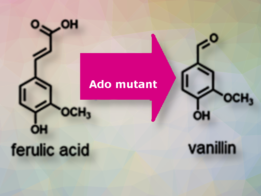 One-Step Vanillin Synthesis Using Engineered Enzyme