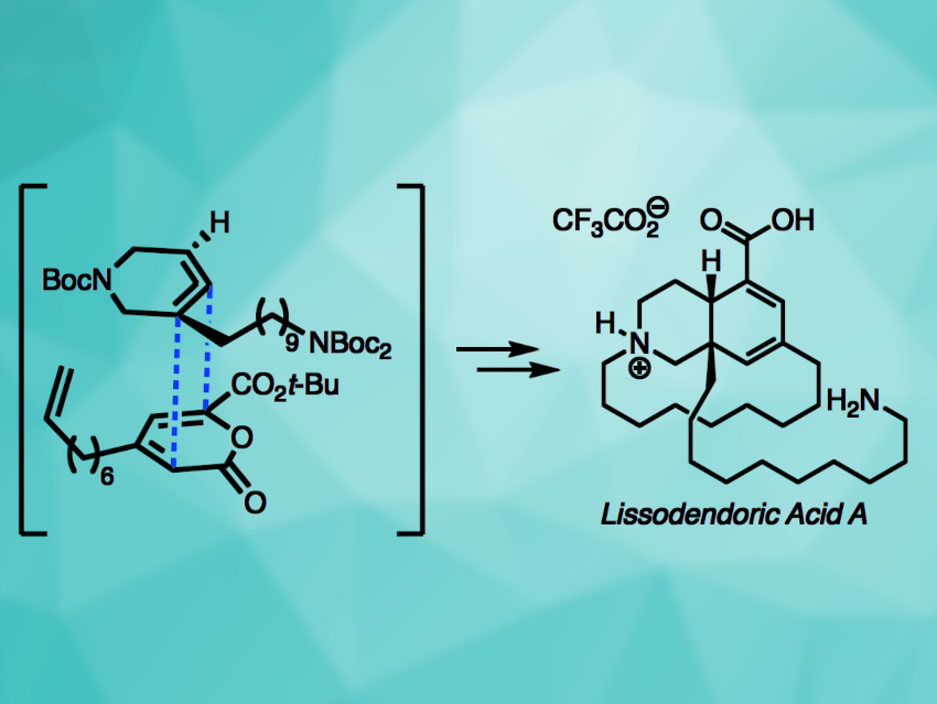 Total Synthesis of Lissodendoric Acid A