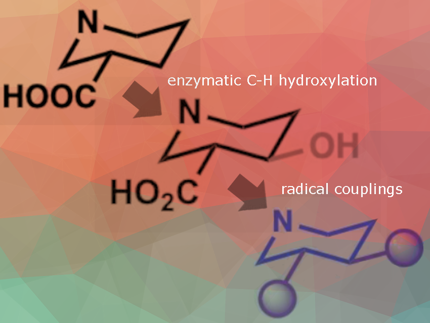 Piperidine-Synthesis Via Biocatalysis and Radical Cross-Coupling