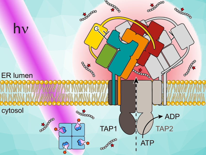 Antigen Delivery Controlled by Light