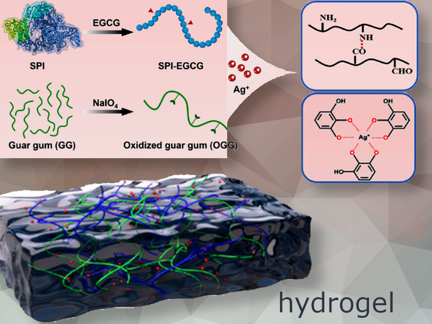 Eco-Friendly Soy Protein Hydrogel Speeds Up Diabetic Wound Healing