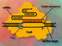 A Miniature Plant Genome Editing Tool