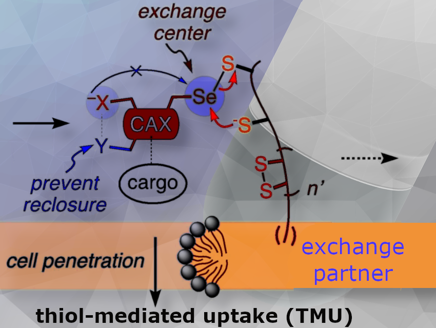 Unique Patterns of Thiol-Mediated Cellular Uptake - ChemistryViews