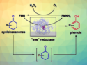 Turning Simple Cyclohexanones into Phenols with Biocatalysis