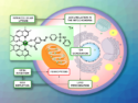 Cobalt Complex Induces Programmed Cell Death against Cancer