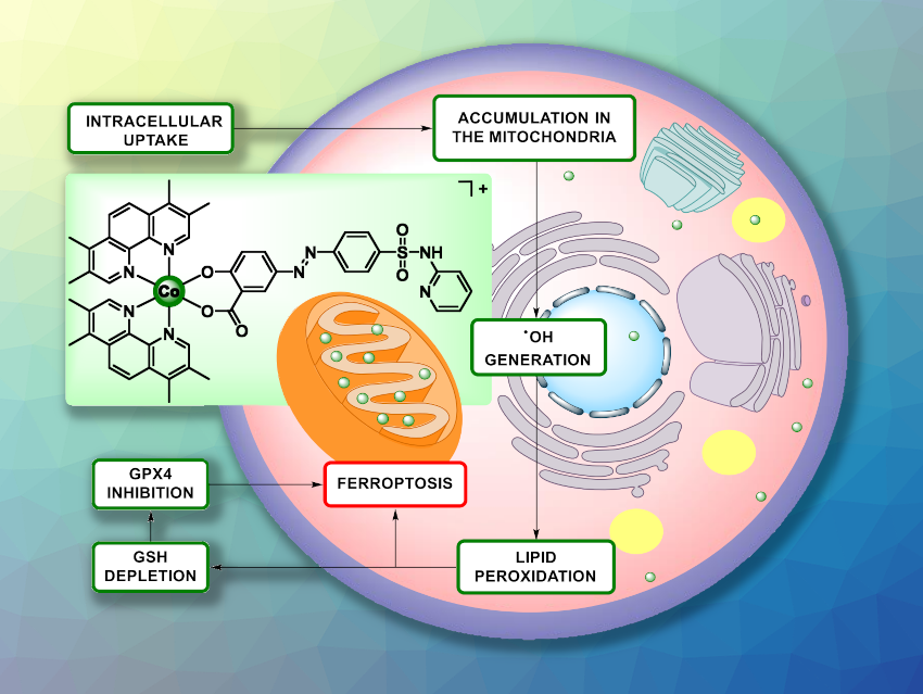 Cobalt Complex Induces Programmed Cell Death against Cancer