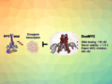 Synthetic Miniproteins Inhibit “Undruggable” Cancer Drug Target