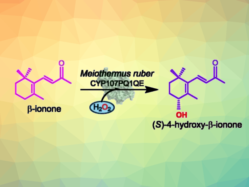 Thermostable Enzyme Converted to a Peroxygenase