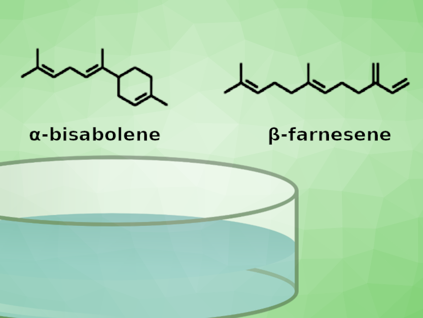 Engineered Yeast Produces Sesquiterpenes from More Than One Carbon Source