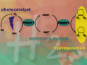 Photocatalytic Hydrogen Release for Enzymatic Synthesis