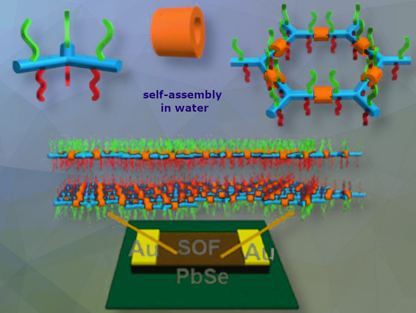 Enhancing Infrared Photodetectors with 2D Supramolecular Organic Frameworks