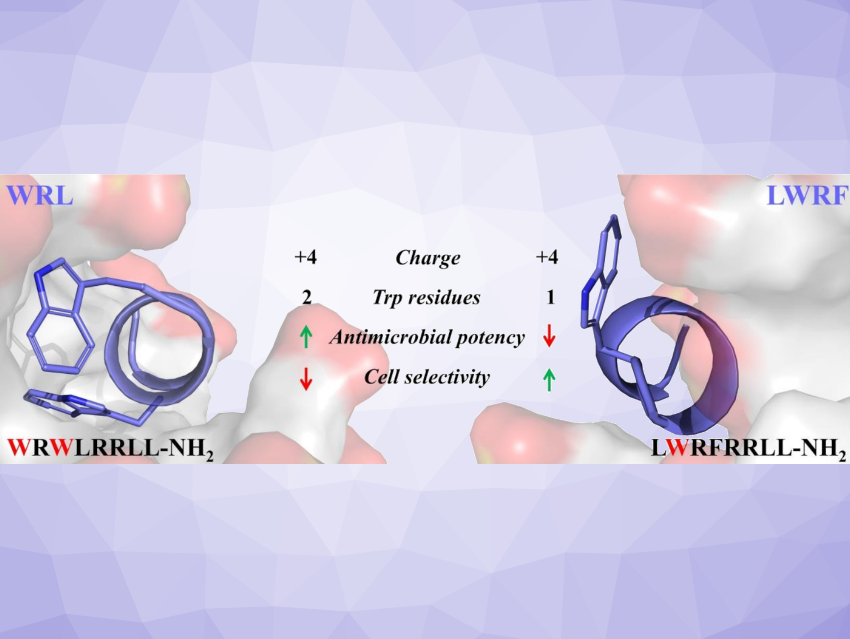 New Cationic Antimicrobial Octapeptides