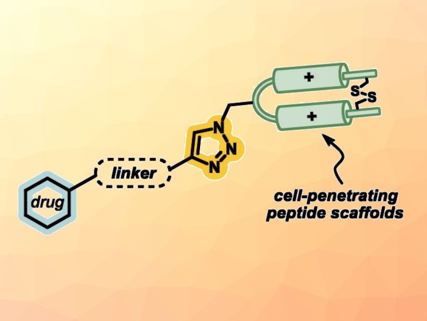 Cell-Penetrating Peptides Deliver Antimalaria Drugs