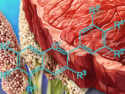 Promising Scaffold Material for Cultured Pork