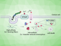 Tumor Cells Suffer Copper Withdrawal