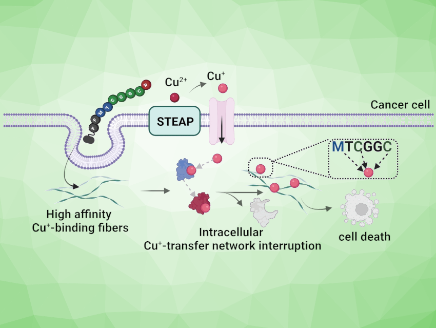 Tumor Cells Suffer Copper Withdrawal