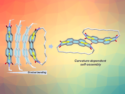 Adding a Curve to Perylenediimides