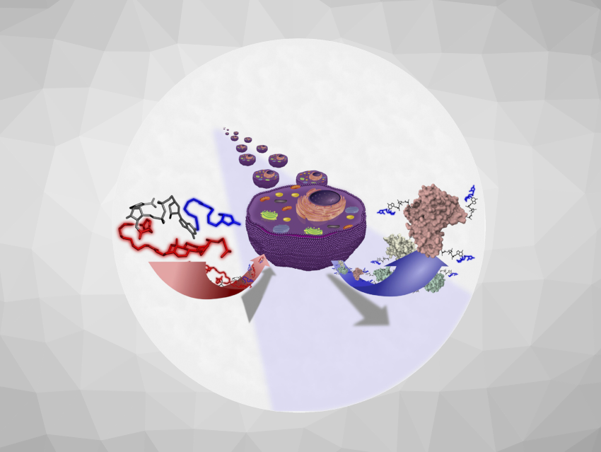 Angewandte Chemie 51/2024: Stunning Views