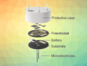 Oxygen Redistribution in the Brain during Hypoxia