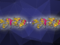 Janus-Like Nature Leads to Unexpected Protein Oligomer Formation