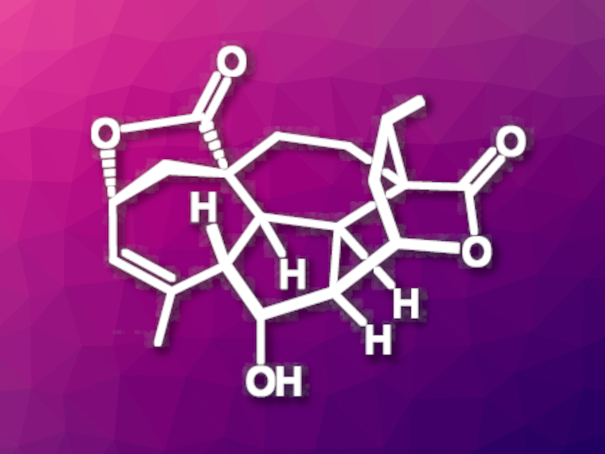 Total Synthesis of (+)-Mannolide B