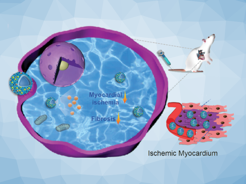 Nanobubbles for the Imaging and Treatment of Heart Disease