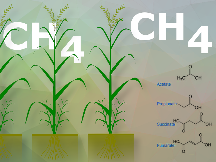 Rice That Emits Up to 70% Less Methane