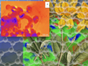 Plant-Synthesized Quantum Dots for Colorectal Cancer Therapy