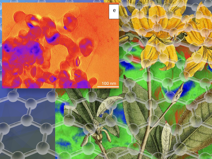 Plant-Synthesized Quantum Dots for Colorectal Cancer Therapy