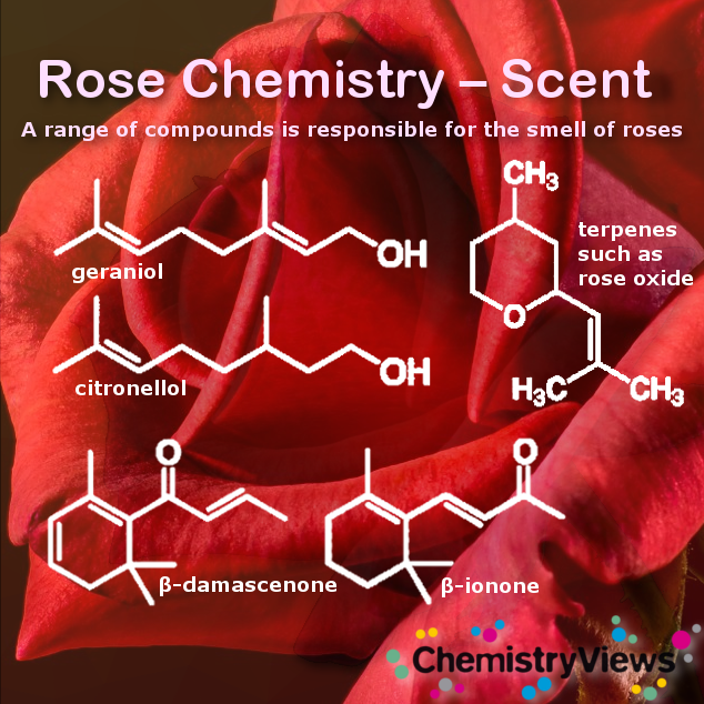 Rose Chemistry Color And Scent Chemistryviews 